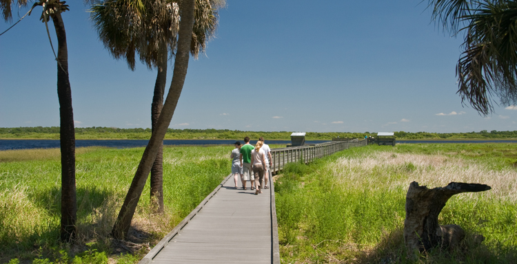 Several roseate spoonbills fly over the lake at Myakka River State Park.
