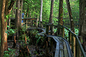 One of the campsites in the new campground at Myakka River State Park.