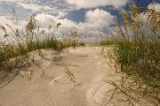 Anastasia State Parks dunes reflecting the warmth of the sun.