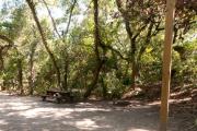 Picnic table, fire ring and lantern post nestled under the shady maritime hammock on site oneâs sandy pad in Anastasia State Park.