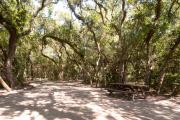 Picnic table nestled under the shady maritime hammock on site threeâs sandy pad in Anastasia State Park.