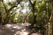 Side view of sandy site three showing live oak trees, picnic table, lantern post, and wooden railings nestled under shady maritime hammock in Anastasia State Park.