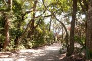Side view of sandy site four showing live oak trees and picnic table nestled under shady maritime hammock in Anastasia State Park.