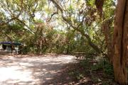 Side view of sandy site five showing live oak tree and picnic table nestled under shady maritime hammock in Anastasia State Park.