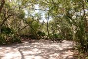 Side view of sandy site eleven showing picnic table, fire ring and lantern post nestled under shady maritime hammock in Anastasia State Park.