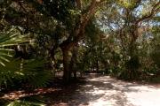 View into sandy site fourteen showing picnic table under shady maritime hammock in Anastasia State Park.