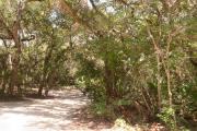 View of sandy site fourteen showing live oak trees, picnic table and wooden railings under shady maritime hammock in Anastasia State Park.
