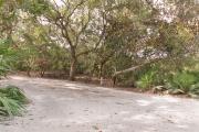 Side view of sandy site 91 showing electric and water hookups with live oak trees nestled under shady maritime hammock in Anastasia  State Park.
