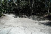 Frontal view of sandy site 104 showing picnic table and electric hookup with live oak trees nestled under shady maritime hammock in Anastasia State Park