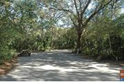 View of sandy site 118 showing picnic table nestled under the shady live oak trees and maritime hammock in Anastasia State Park.