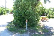 Photo: Buttonwood: Site number post with white number and arrow on a brown background, bushes, road and fence in background.