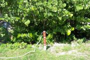 Photo: Buttonwood: Site number post with white numbers and arrows on a brown background, bushes in background.