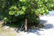 Photo: Buttonwood: Site number post with white numbers and arrows on a brown background, bushes in background.