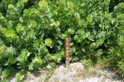 Photo: 079, BAYSIDE: Site number post with white numbers and arrows on a brown background, bushes in background.