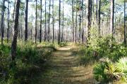 Green grassy trail through tall pine trees, with sun peeking through.