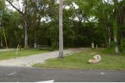 A wooden site marker is to the left. This site has sparse green grass, tan sandy soil, shaded and surrounded by green vegetation. A wooden picnic table is left and a cabbage tree to the right entrance. Guide wires and electrical pole are also within this site to the left.