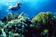 Photo: JOHN PENNEKAMP CORAL REEF SP. Blonde female snorkeler in red swimsuit wearing mask, snorkel and fins, glides through blue ocean waters above corals in shades of green and brown, with small yellow fish in foreground and light from surface above
