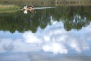 Pellicer Creek is an Outstanding Florida Waterway.  This State Canoe Trail is a popular place to enjoy fishing, paddling, and motor boating.  Wildlife abounds on this creek as this picture points out with an alligator in the bottom right hand corner.