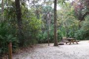 This campsite is surrounded by oak trees, cabbage palms, and pines that provide ample shade on sunny Florida days. There is vegetation providing a boundary from neighboring sites.