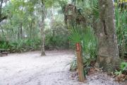 This campsite is surrounded by oak trees, cabbage palms, and pines that provide ample shade on sunny Florida days. There is vegetation providing a boundary from neighboring sites.