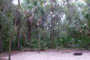 This campsite is surrounded by oak trees, cabbage palms, and pines that provide ample shade on sunny Florida days. There is vegetation providing a boundary from neighboring sites.