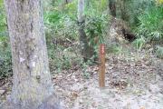 This campsite is surrounded by oak trees, cabbage palms, and pines that provide ample shade on sunny Florida days. There is vegetation providing a boundary from neighboring sites.