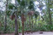 This photo highlights a beautiful cabbage palm in the site that sits right next to the picnic table.