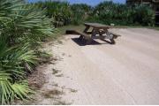 Campsite with palmetto plants as buffer on left side and wooden beach overlook on right side. Picnic table and grill on left side.
