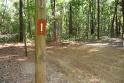 Campsite surrounded by tall trees.