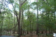Campsite surrounded by trees.