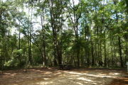 Campsite with picnic table and ground grill.