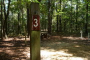 Campsite surrounded by tall trees with picnic table and lots of shade.
