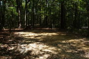 Campsite surrounded by tall trees with picnic table and lots of shade.