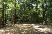 Campsite with picnic table and ground grill with many tall trees.