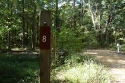 Dappled sunlight in campsite.