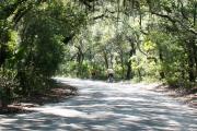 Two bicyclists enjoying a ride down the oak canopied, 3-mile park drive as it winds through the cool maritime forest.