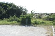 Picture of open sunny campsite with beach dune and coastal vegetation