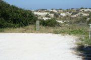 Picture of open sunny campsite with beach dune and coastal vegetation