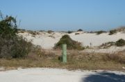Picture of open sunny campsite with beach dune and coastal vegetation
