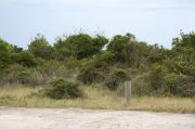 Picture of open sunny campsite with beach dune and coastal vegetation