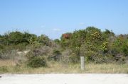 Picture of open sunny campsite with beach dune and coastal vegetation