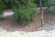 Close up of a brown campsite marker with an arrow on a wooden post. A medium size tree is directly behind the marker and a bush is to the left of the marker. The background is densely forested.