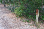 Close up of a brown site marker with an arrow on a wooden post. The foreground is sandy and there is dense vegetation to the left of the sign.