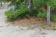 Close up of a brown site marker with an arrow on a wooden post. The foreground is sandy and there is dense vegetation to the left of the sign.