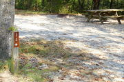 View of a vacant campsite with a picnic table and fire ring. In the foreground is a brown site marker on a wooden post. A large tree is to the left of the post and the back edge of the site is densely forested. The main part of the site is sandy with sparse vegetation and there is partial shade.