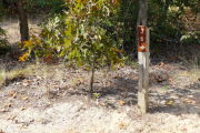 Close up of a brown site marker with an arrow on a wooden post. Sand and leaves are present in the foreground and there is a small tree to the left of the marker. There are several small trees in the background.