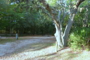 View of a vacant campsite with a picnic table, fire ring, and electric pedestal. There is a large tree on the right side of the entrance. The main part of the site is sandy with large areas of grass. The back of the site is densely forested and there is complete shade.