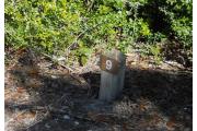 Campsite wood post with metal #9 sign. Post is surrounded by native vegetation.