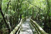 A wooden bridge, called a boardwalk, stretches out in front of you framed by the sun-dappled greenery of a cypress swamp.