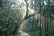 Sunlight filters through a wide expanse of huge, old trees in a hammock forest, faintly lighting the jungle-like vegetation that frames the edges of a roadway.
